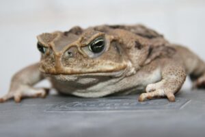 肌荒れに悩むあなたへ、低刺激化粧品は本当に効果的？